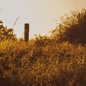 Heritage Woodland