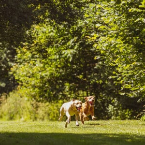 Dogs running across the field in the sun