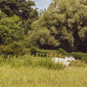 Deer Running through the long grass