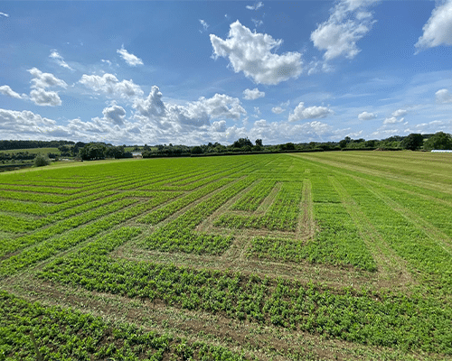 Maize Maze Cutting is Complete!