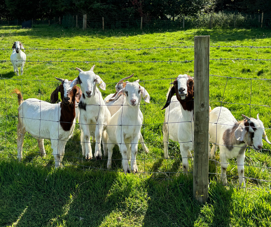 full family day out at Thorpe Farm