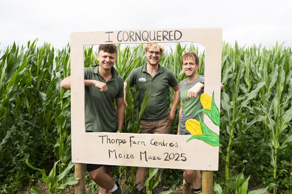 maize maze