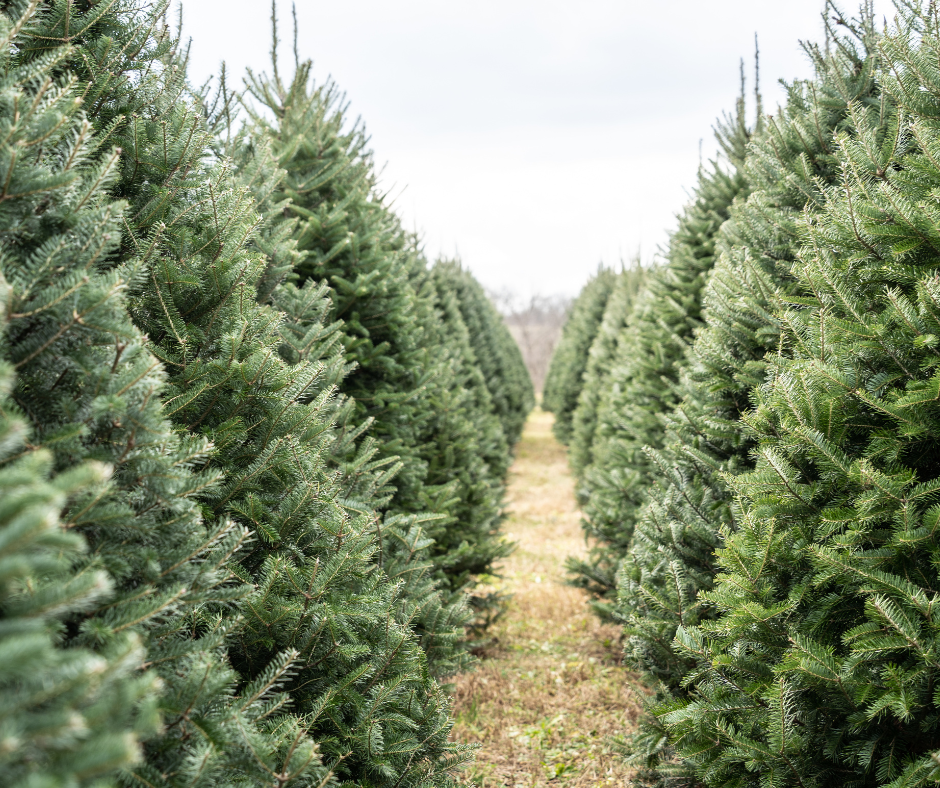 Christmas trees richmond North Yorkshire