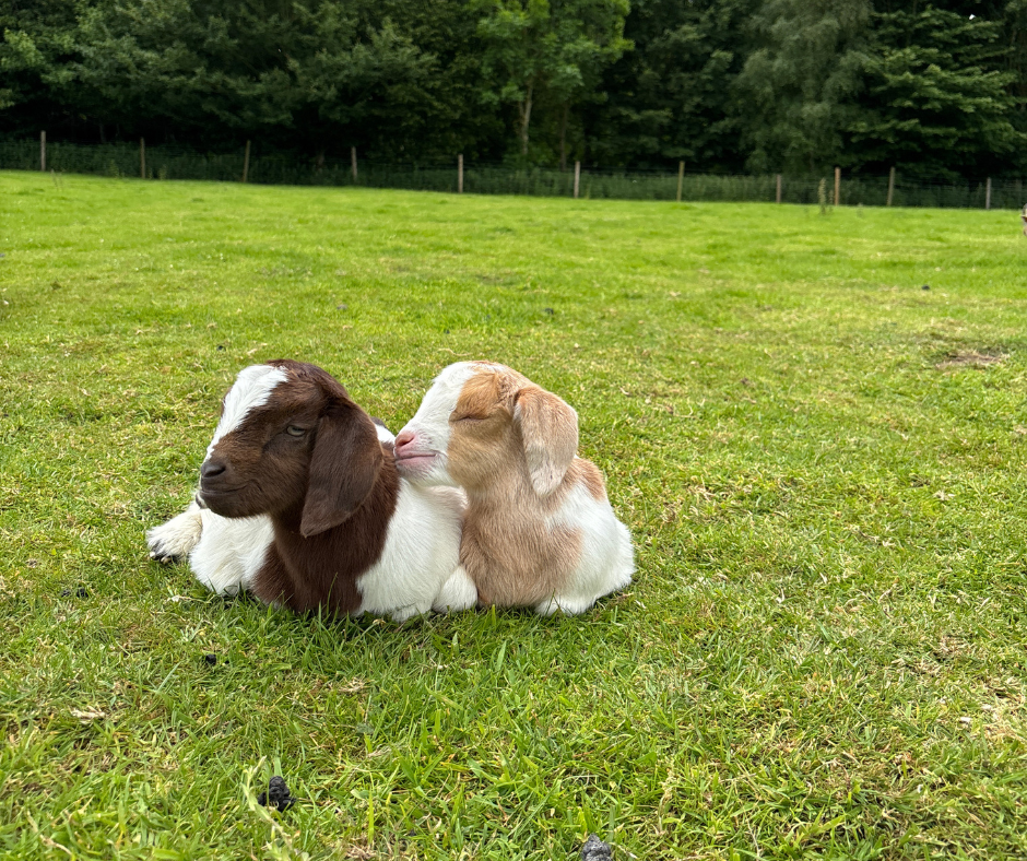 Meet farm animals in County Durham