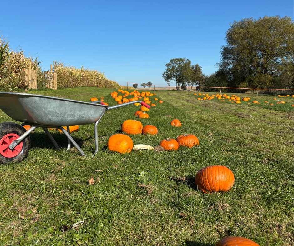 Family Halloween Events County Durham
